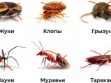 Отпугиватель насекомых, грызунов / Ярославль